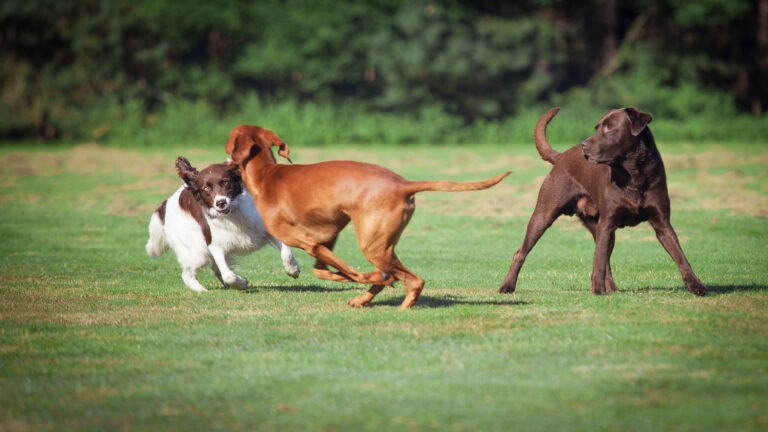 spielende Hunde